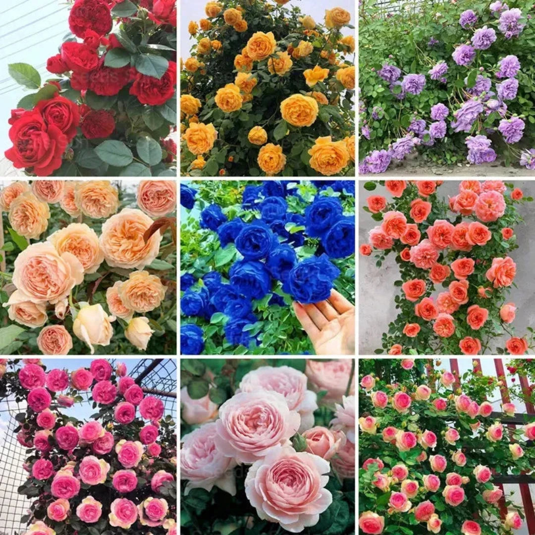 🌈🌺 Color Burst™ - Climbing Rose Seeds🌹 (1 Pckt) | FLAT 45% Off 🔥