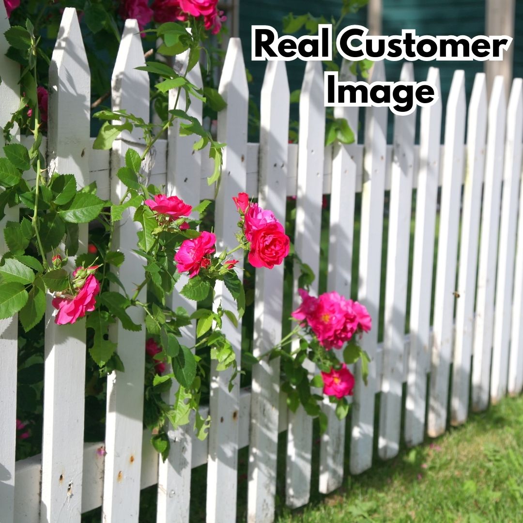 🌈🌺 Color Burst™ - Climbing Rose Seeds🌹 (1 Pckt) | FLAT 45% Off 🔥
