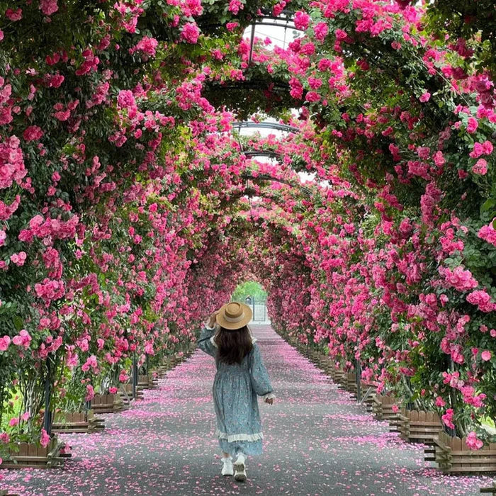 🌈🌺 Color Burst™ - Climbing Rose Seeds🌹 (1 Pckt) | FLAT 45% Off 🔥