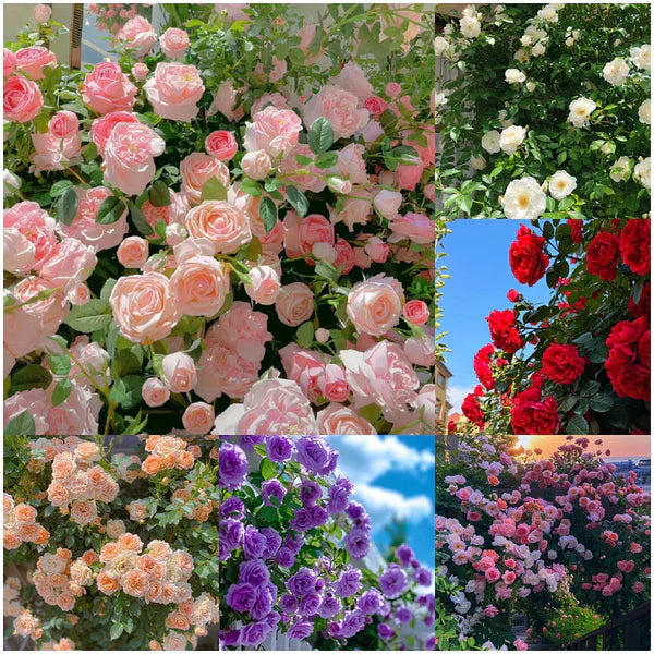 🌈🌺 Color Burst™ - Climbing Rose Seeds🌹 (1 Pckt) | FLAT 45% Off 🔥