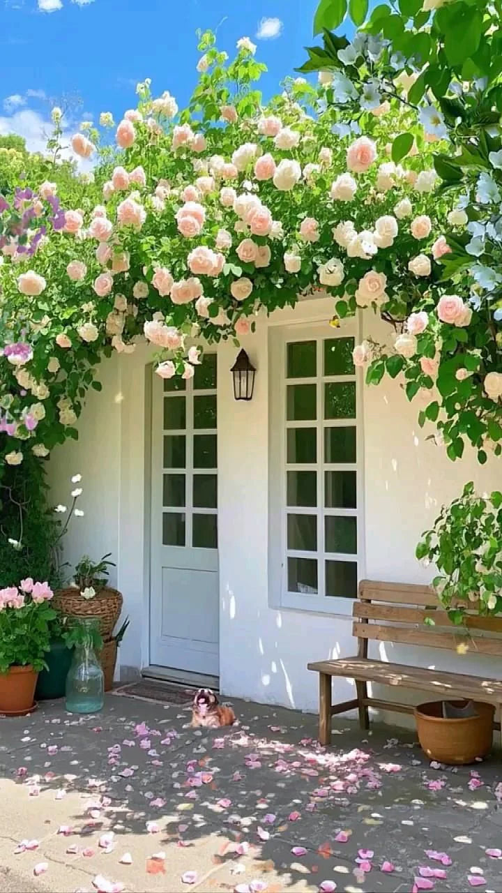 🌈🌺 Color Burst™ - Climbing Rose Seeds🌹 (1 Pckt) | FLAT 45% Off 🔥