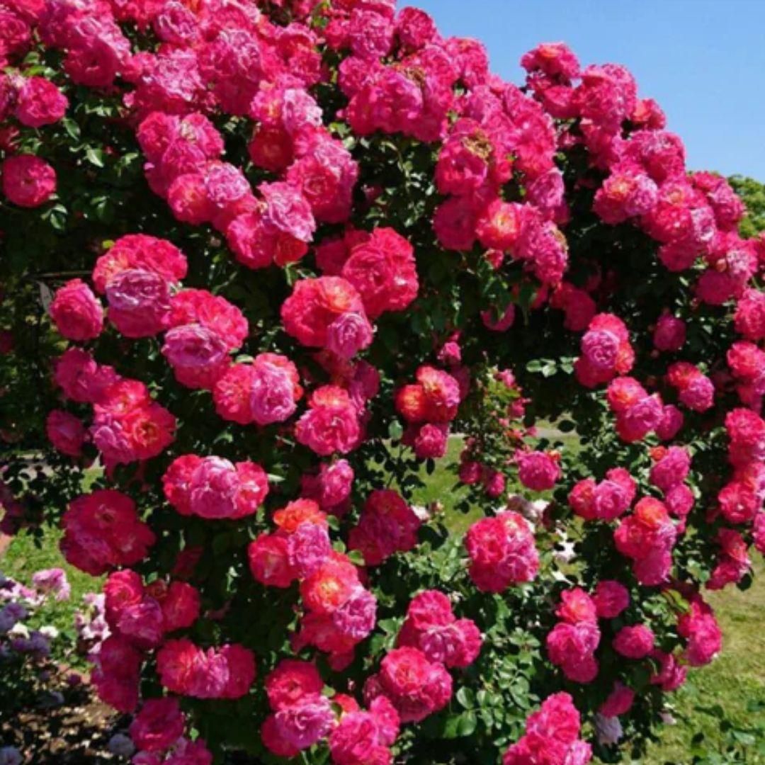 🌈🌺 Color Burst™ - Climbing Rose Seeds🌹 (1 Pckt) | FLAT 45% Off 🔥