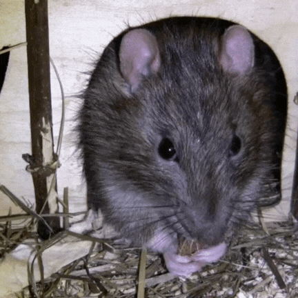 HomeGuard Herbal Rodent Shield Spray