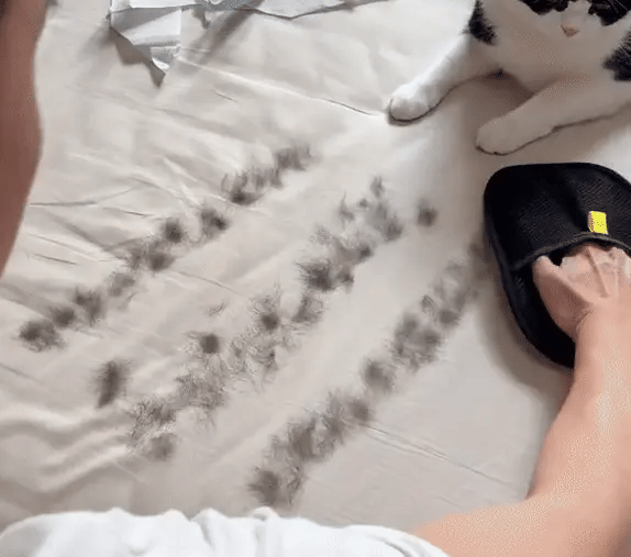 Magic Fur Glove™- 2X Fast Cleaning ✨🧤| Pack of 1 @599